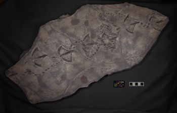Media type: image; Vertebrate Paleontology 126423   Description: Photograph of cast trackway of VP 126423.;